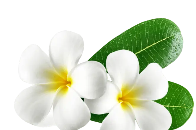 Flower White